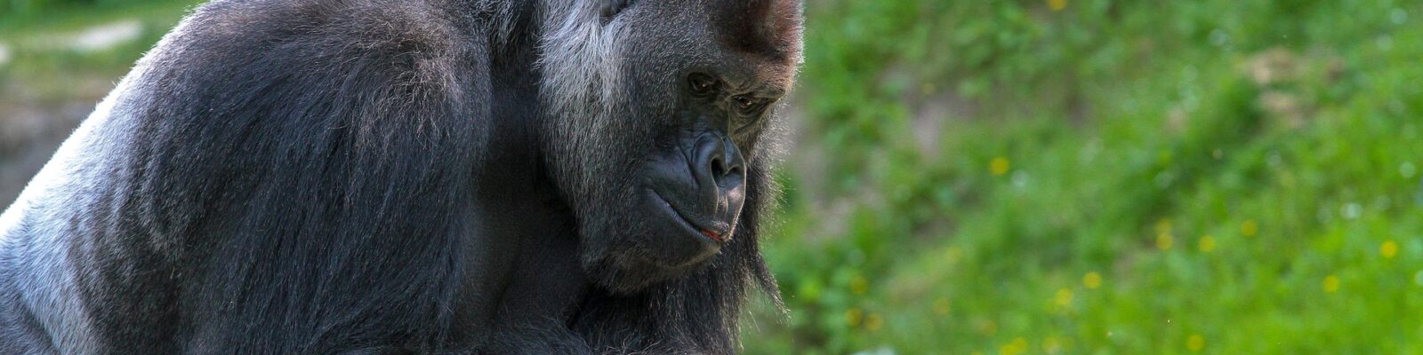 Eastern Lowland Gorillas