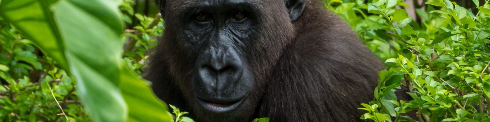 Cross River Gorillas