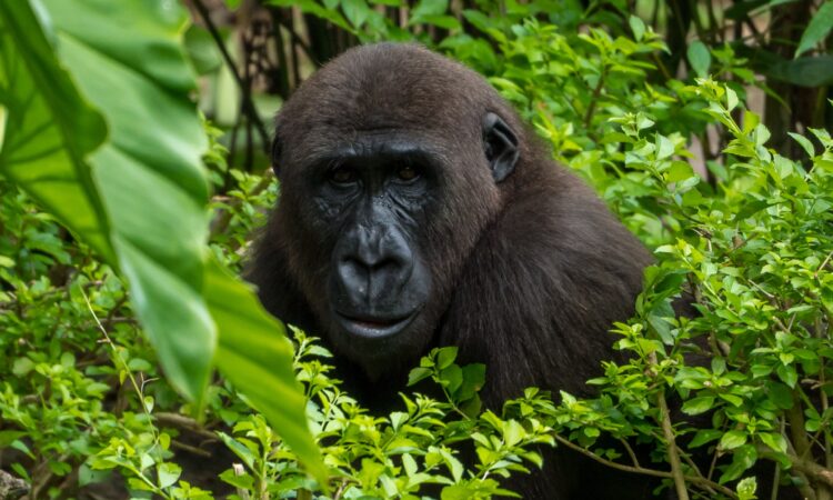 Cross River Gorillas