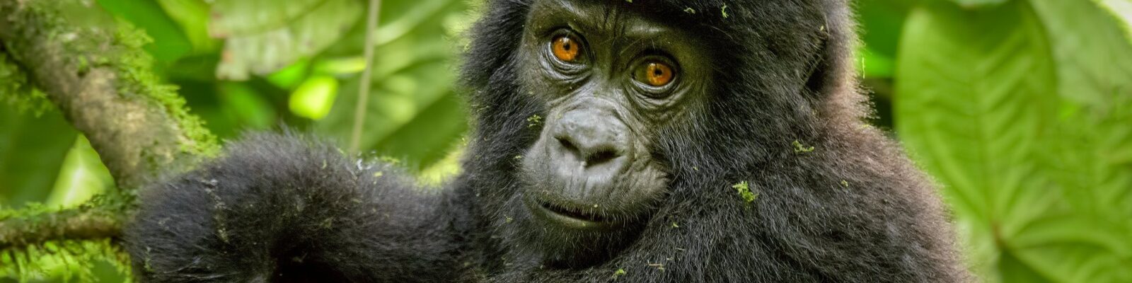 Luxury Gorilla Habituation Experience in Uganda