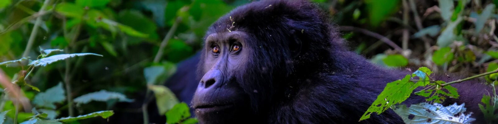 Luxury Gorilla Trekking