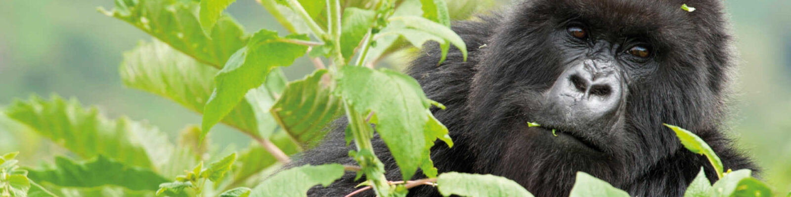 Mountain Gorilla Census