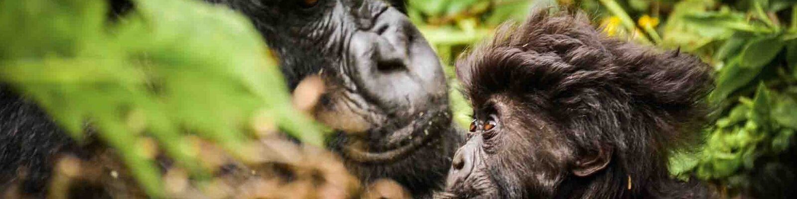 Mountain Gorilla Photography in Uganda
