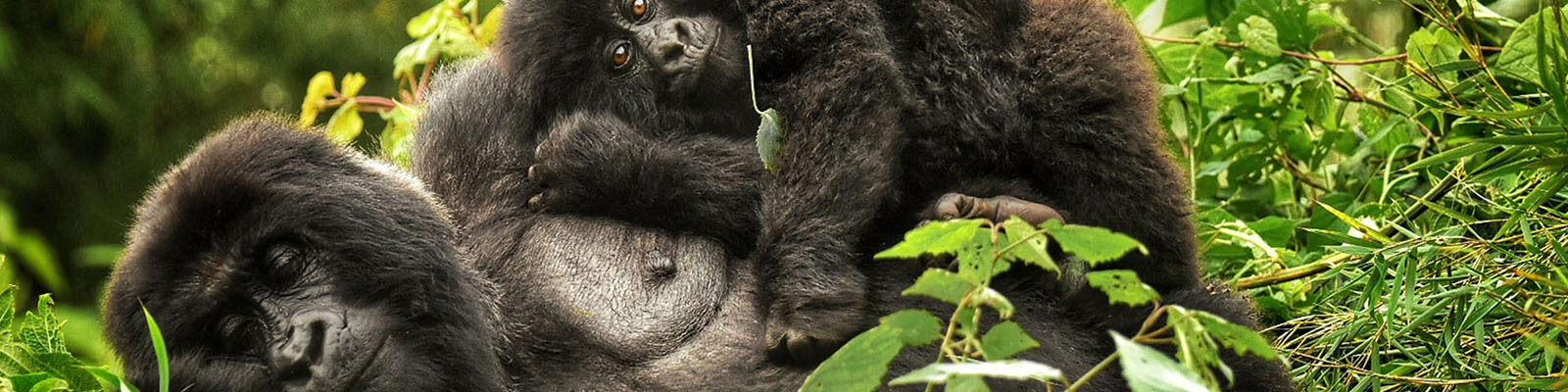 Nkuringo Sector of Bwindi
