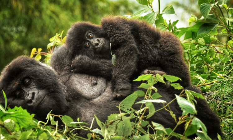 Nkuringo Sector of Bwindi