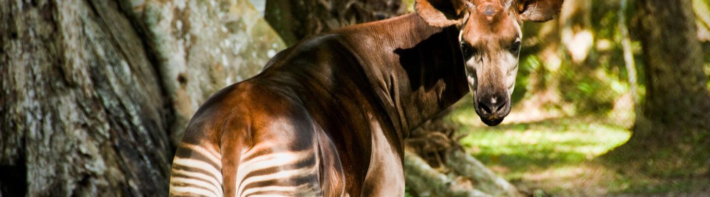Okapi Wildlife Reserve