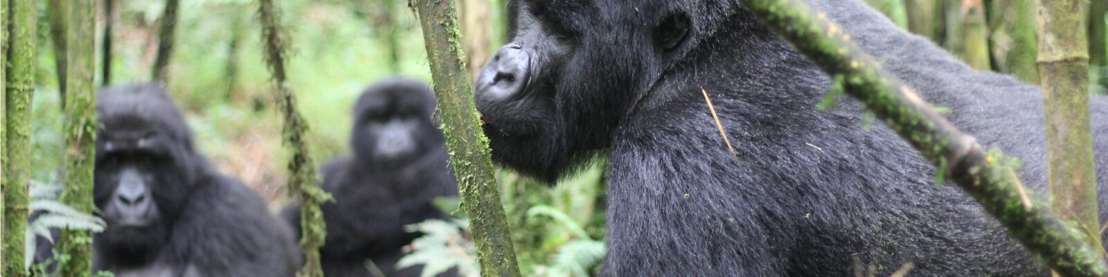 Planning Gorilla Trekking on Christmas