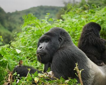Ruhija Sector of Bwindi