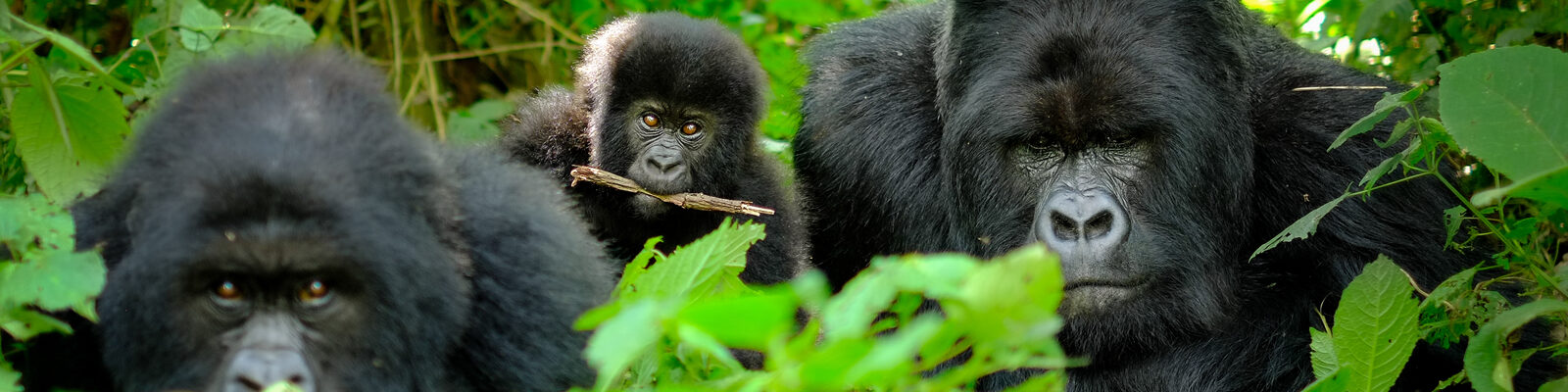 Rushaga Sector of Bwindi