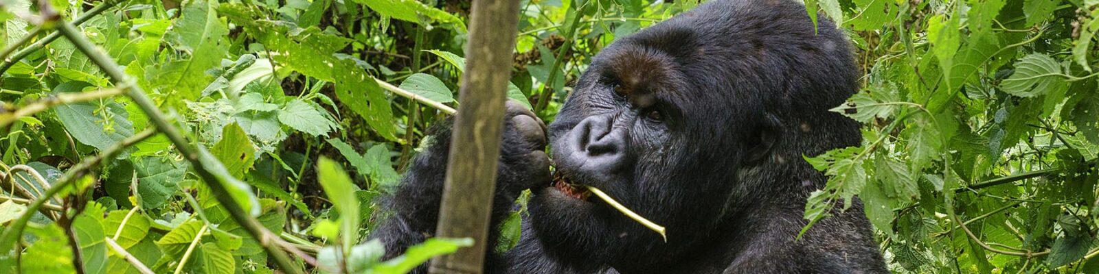 Rwanda Gorilla Permits