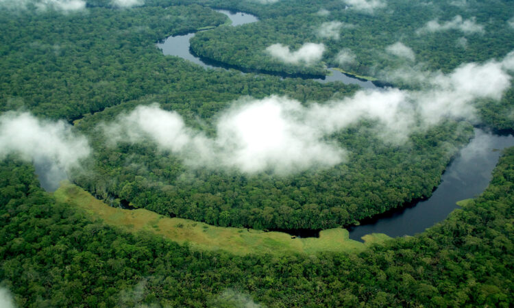 Salonga National Park Congo