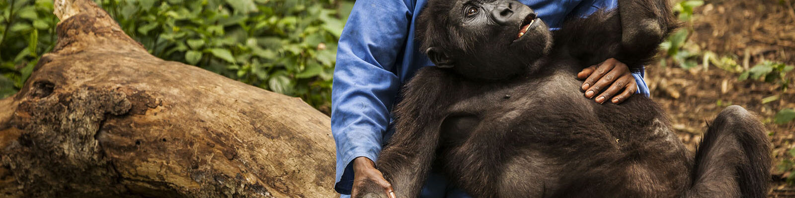 Senkwekwe Gorilla Orphanage