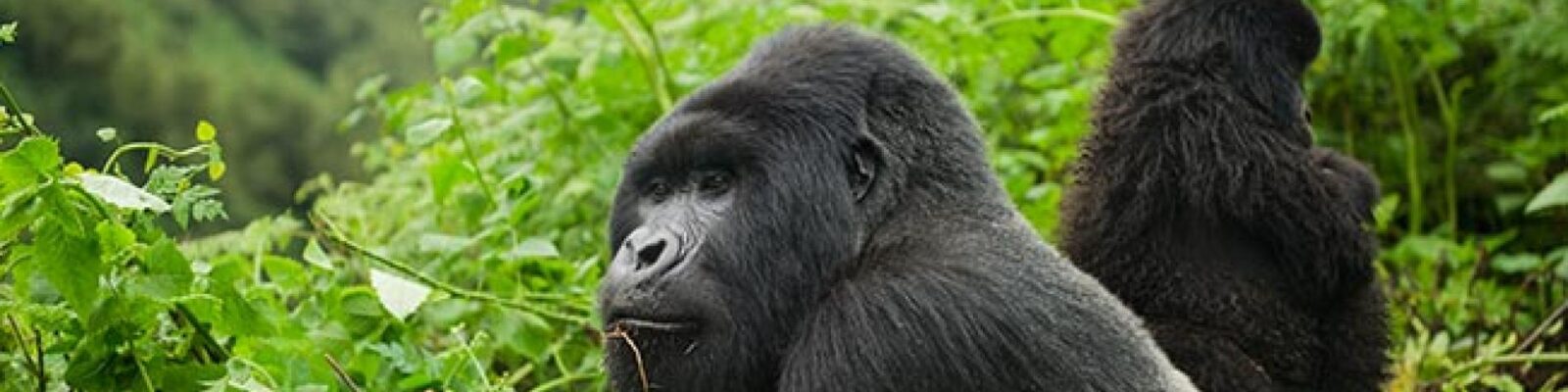 Trekking Gorillas with your family
