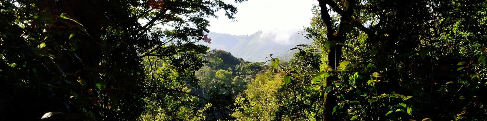 How to access Bwindi Impenetrable National Park