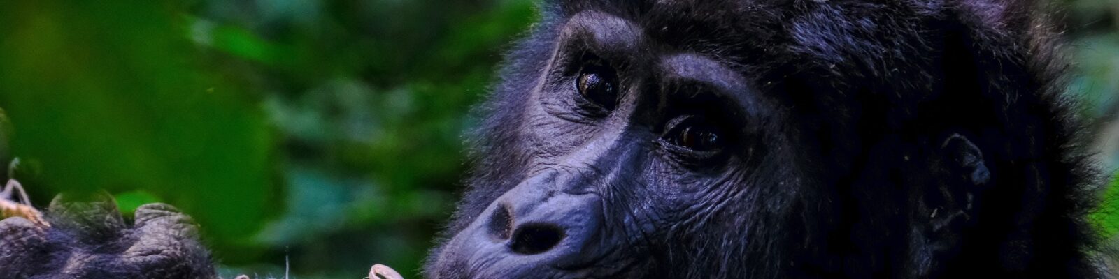 Best Gorilla Trekking Preparation Tips