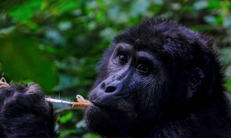 Best Gorilla Trekking Preparation Tips