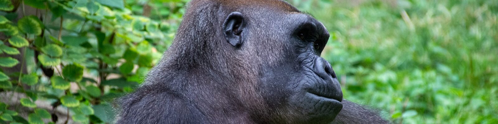 Booking Last Minute Gorilla Safaris