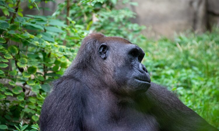Booking Last Minute Gorilla Safaris