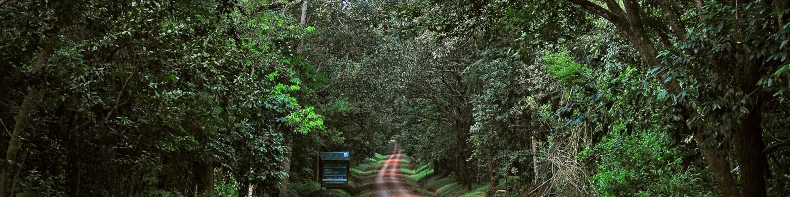 Budongo Forest