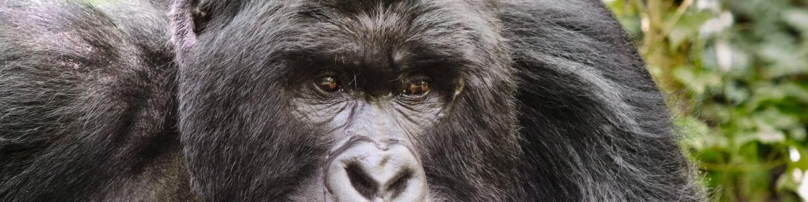 Buhoma Gorilla Permits