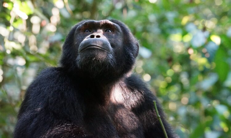 Chimpanzee Behaviour