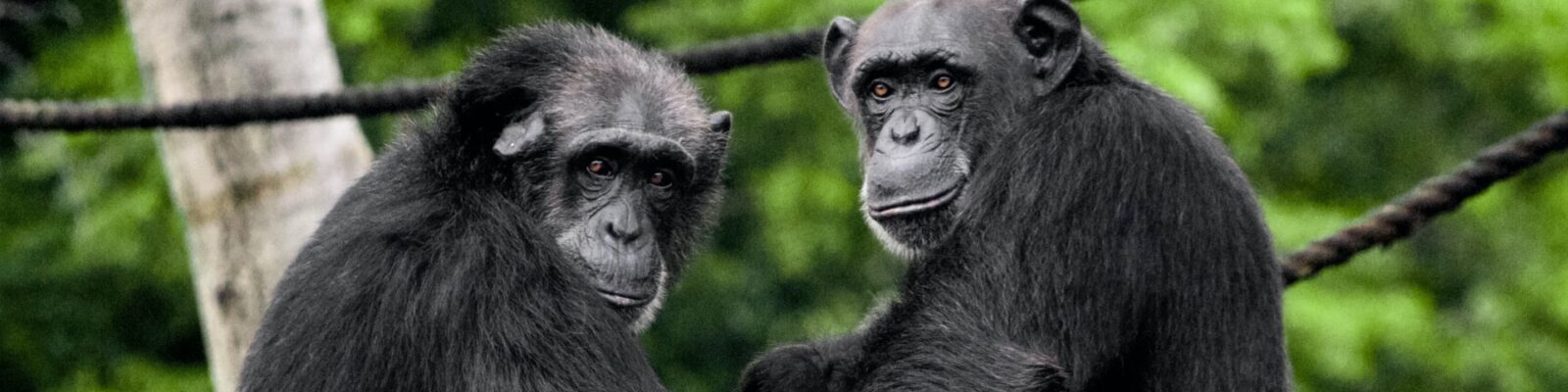 Chimpanzee Conservation in Uganda