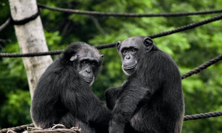 Chimpanzee Conservation in Uganda