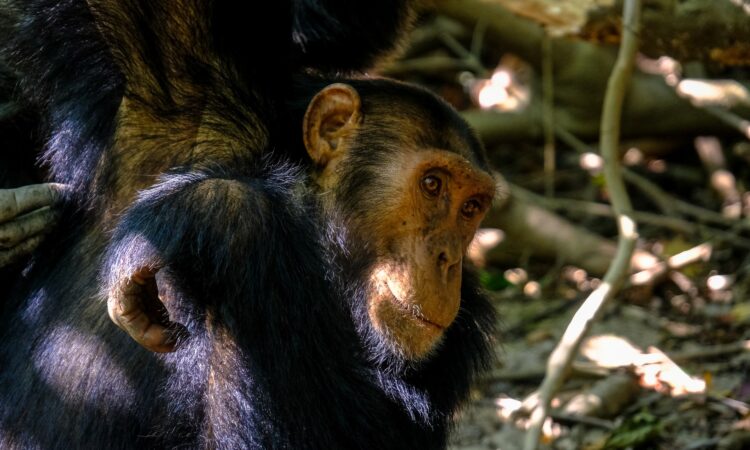 Chimpanzee Facts