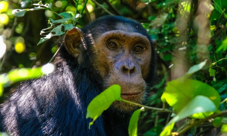 Chimpanzee Feeding