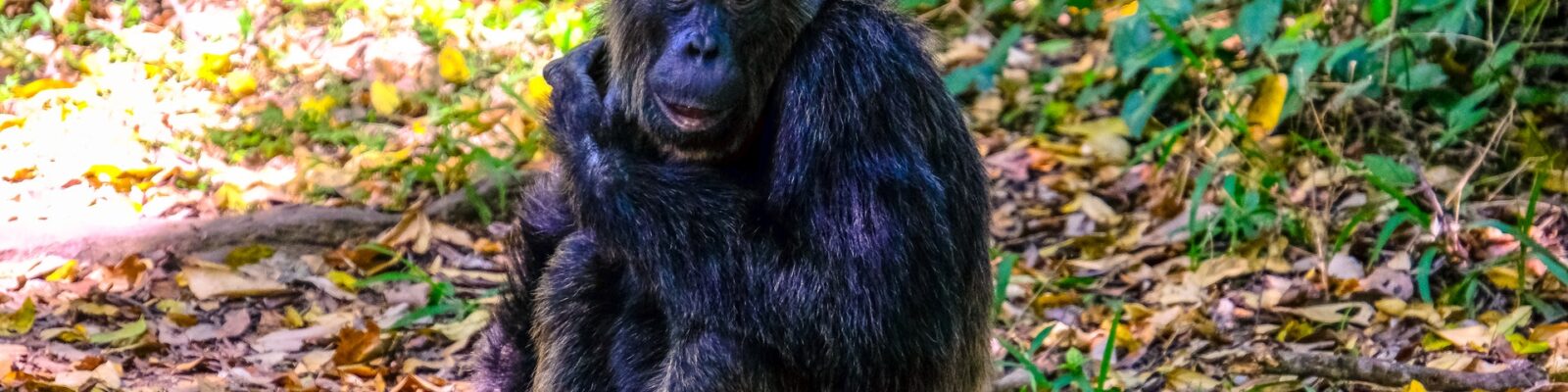 Chimpanzee Trekking Permits