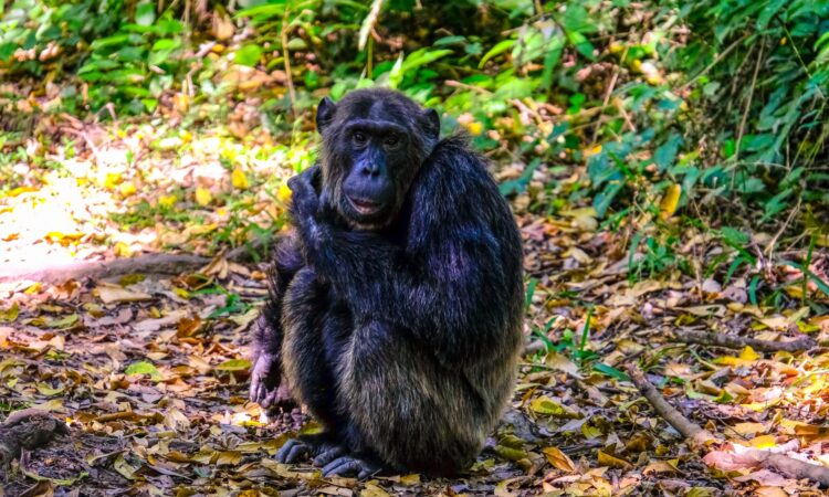 Chimpanzee Trekking Permits