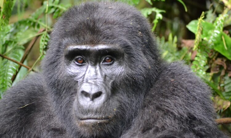 Comparing Gorilla Trekking in Uganda & Rwanda