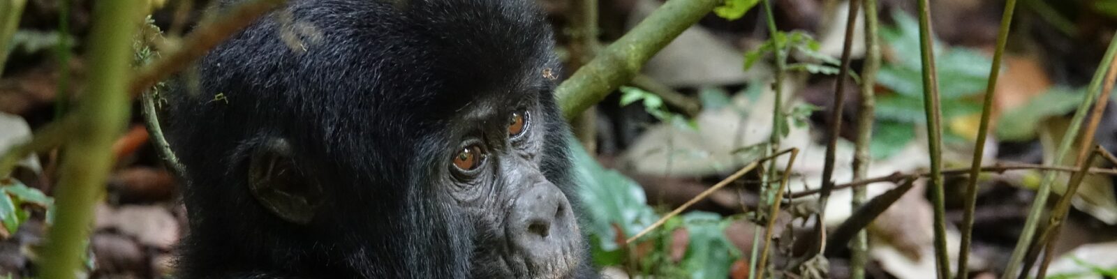Difference Between Gorilla Trekking & Gorilla Tracking
