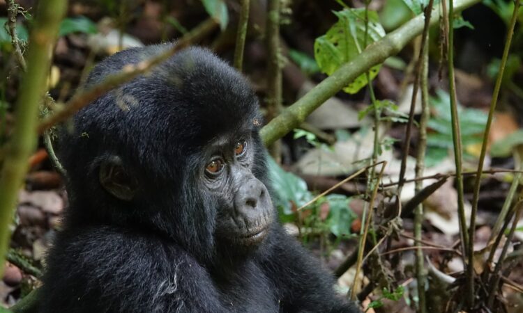 Difference Between Gorilla Trekking & Gorilla Tracking