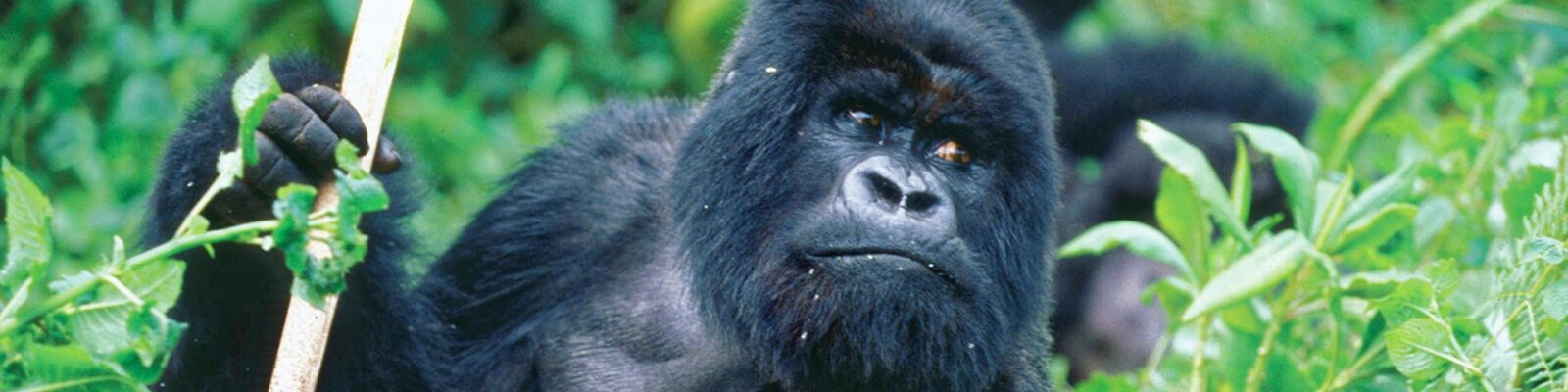 Facts about Rwanda