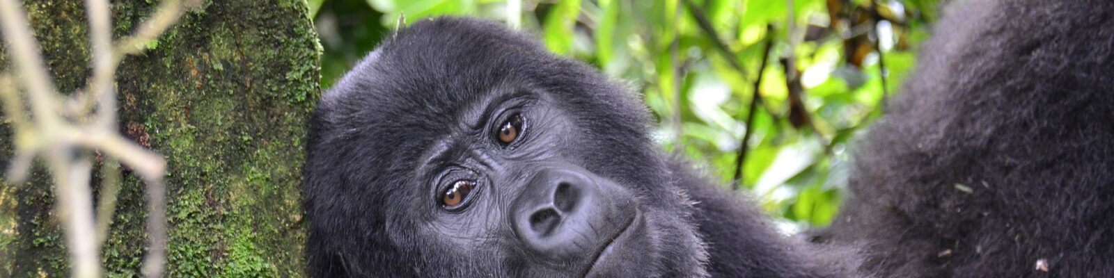 Gorilla Habituation Permits