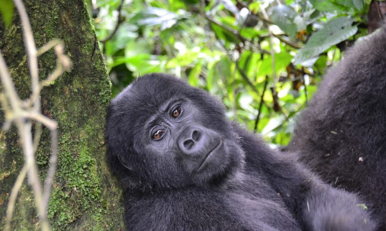 Gorilla Habituation Permits