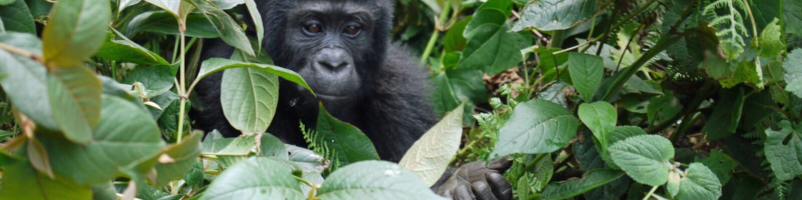 Gorilla Trekking Tips & Advice