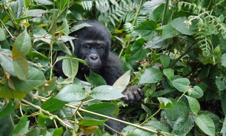 Gorilla Trekking Tips & Advice
