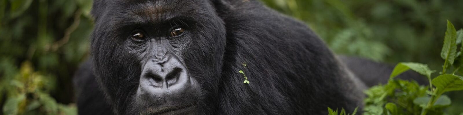 Gorilla Trekking for the Disabled