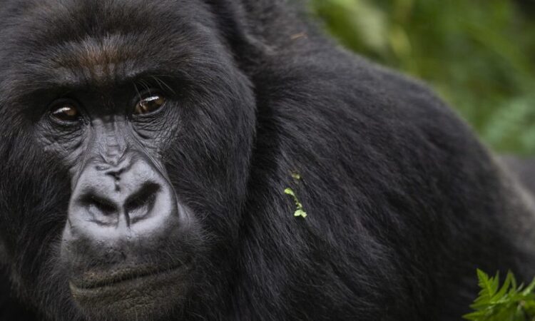 Gorilla Trekking for the Disabled