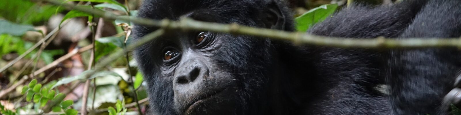 Gorilla Trekking in the Rainy Season