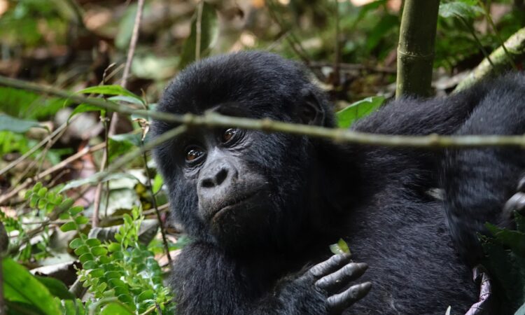 Gorilla Trekking in the Rainy Season