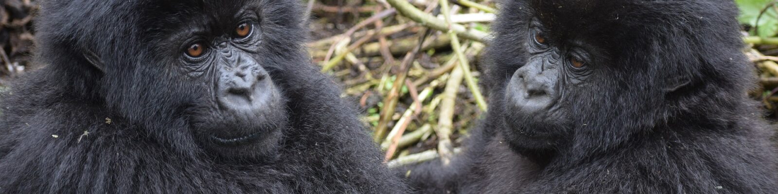 Gorilla Trekking vs Gorilla Habituation