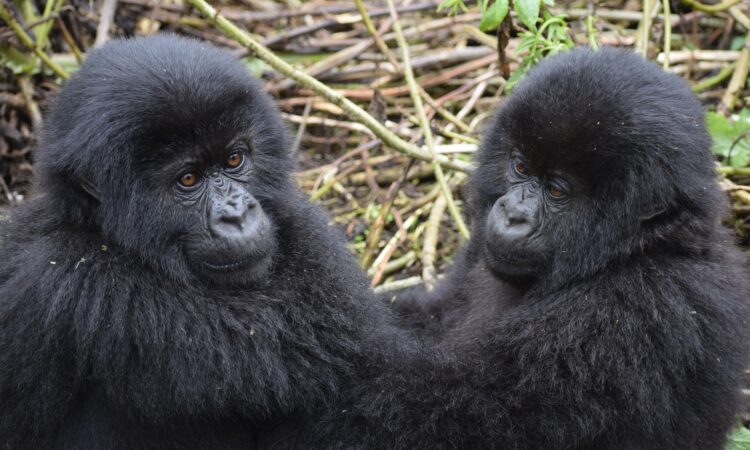 Gorilla Trekking vs Gorilla Habituation