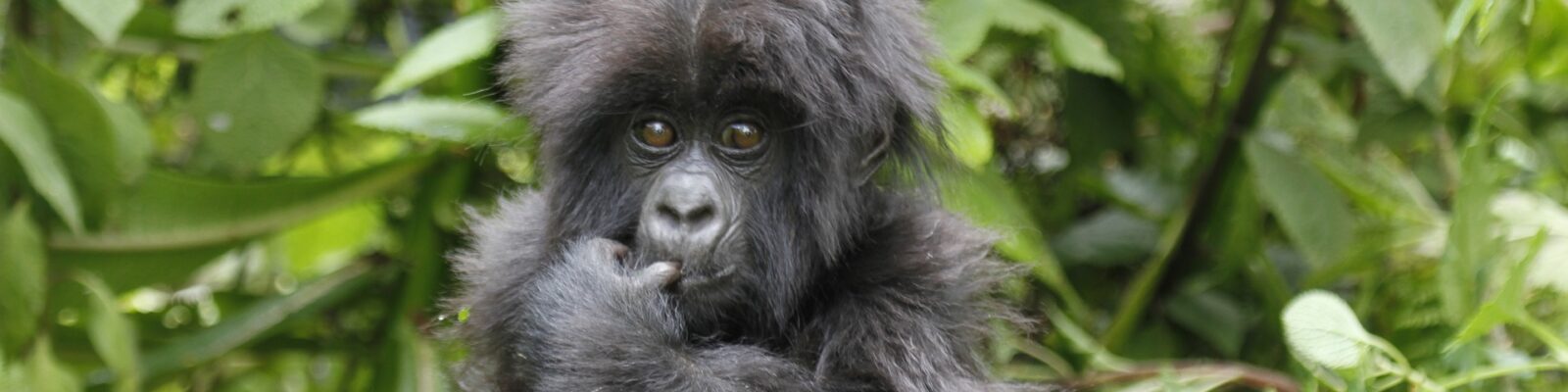 Gorilla Vocalizations