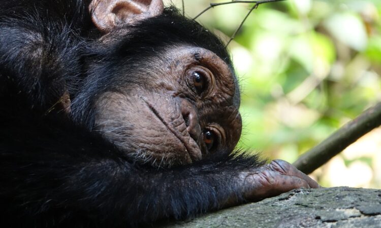 How Big & Strong are Chimpanzees