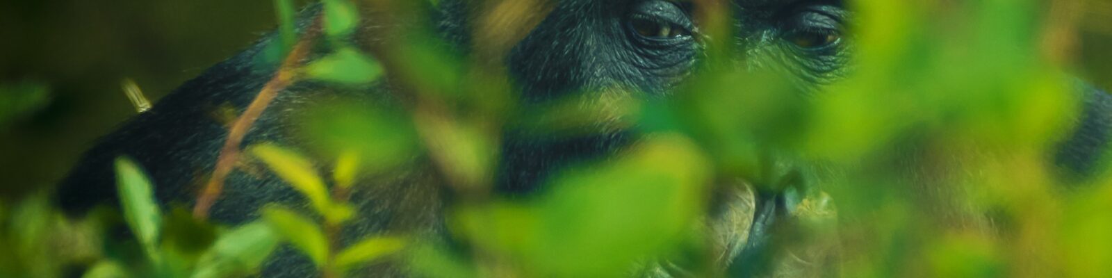 How Strong are Gorillas
