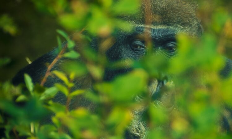 How Strong are Gorillas