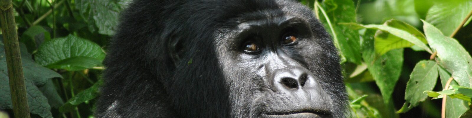 How difficult is Gorilla Trekking in Uganda & Rwanda